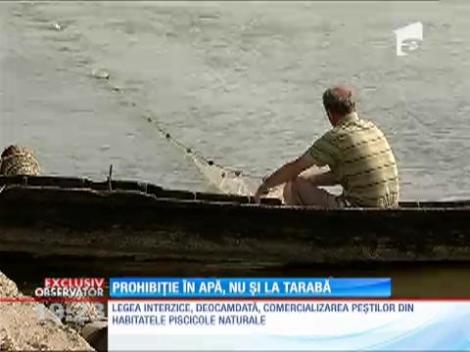 Marfă ilegală pe tarabele comercianţilor de pește