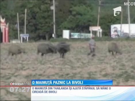 O maimuţă paznic la bivoli