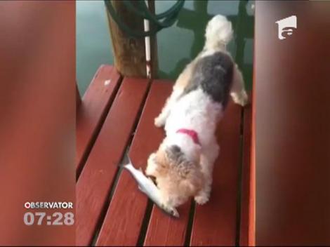 Câine speriat de un peşte