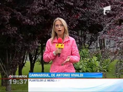 Un bucureștean creștea canabis cu muzica lui Vivaldi