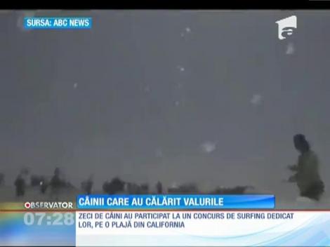 Cei mai buni surferi cu patru picioare