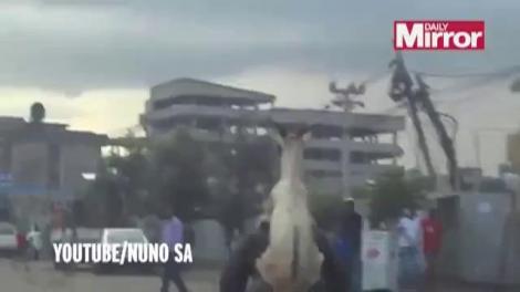 Pe asta chiar TREBUIE s-o vezi! O capră merge pe motocicletă, dar nu oricum... are cască pe cap!