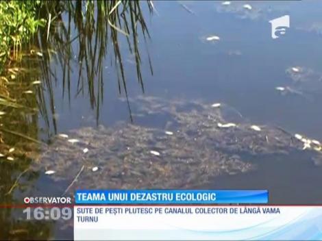 Mii de peşti morţi, descoperiţi pe canalul colector de lângă Vama Turnu