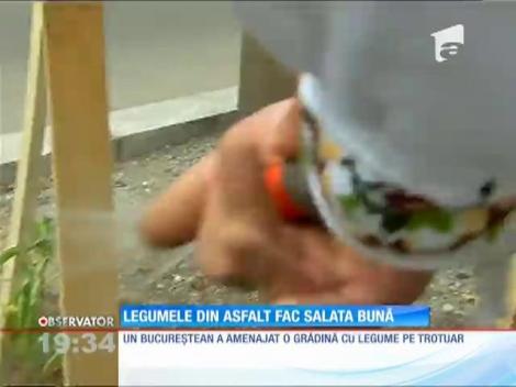 Protest inedit! Un bucurestean cultiva legume in centrul orasului