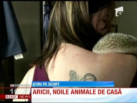 Aricii, noile animale de casă