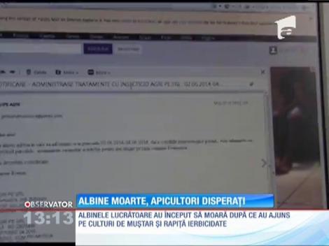 Albine moarte, apicultori disperaţi