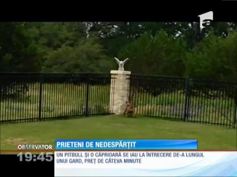 Pitbull-ul e o rasă de câini prietenoşi cu căprioarele