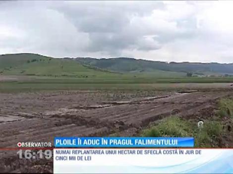 Ploile îi aduc în pragul falimentului pe agricultori