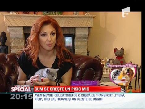 Cum se creşte un pisic mic