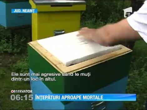 Un bărbat judeţul Neamţ, atacat de un roi de albine