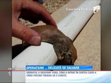 Un bărbat a resuscitat un pui de veveriţă