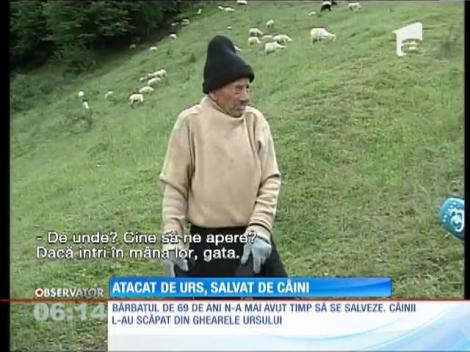 Un cioban a fost salvat de câinii săi din ghearele unui urs