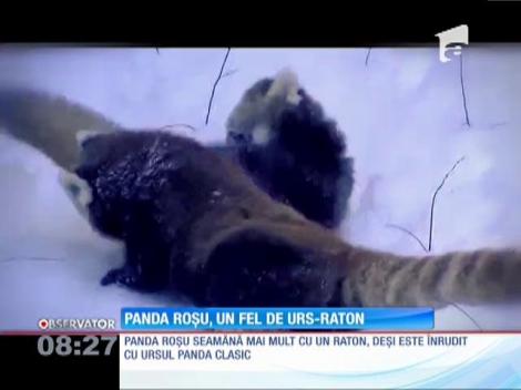 Panda roșu, un altfel de urs-raton