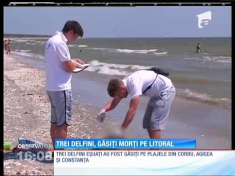Trei delfini, găsiți morți pe litoralul Mării Negre