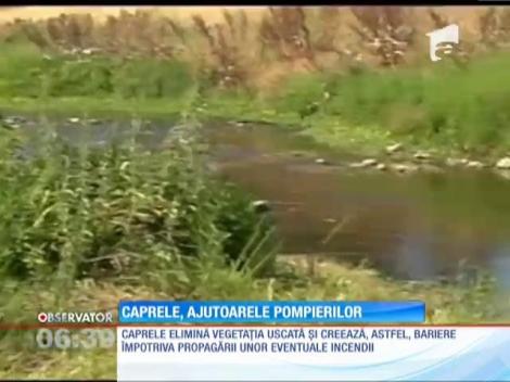 Pompierii din California au aliaţi de nădejde în lupta împotriva incendiilor