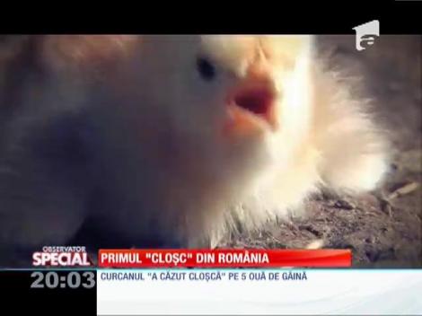 SPECIAL! Un curcan dintr-o gospodărie din Hunedoara se crede cloșcă!