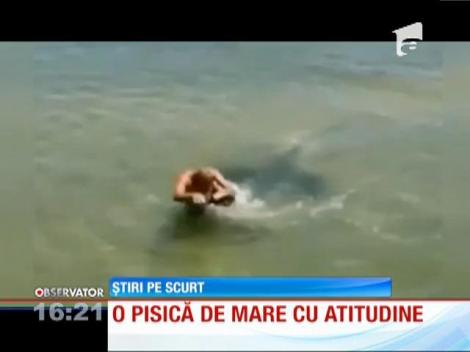 Pisică de mare cu atitudine