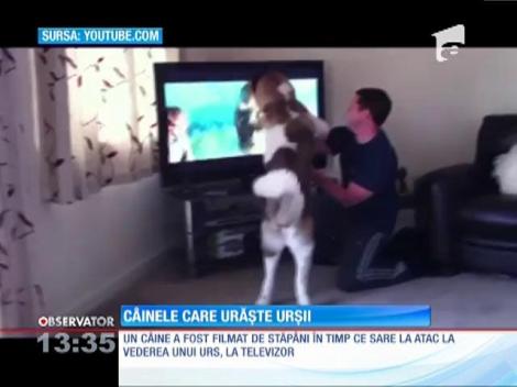 Câinele care urăște urșii