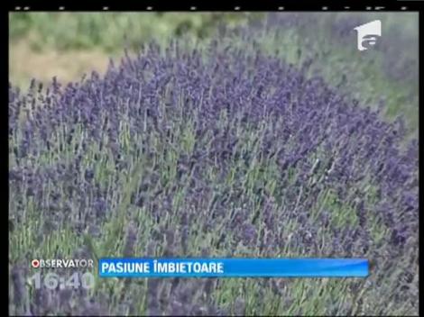 Plantaţiile de lavandă, o pasiune îmbietoare
