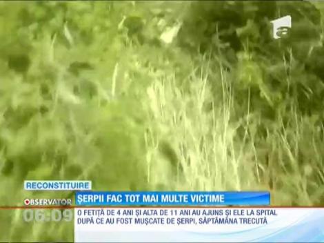 Un tânăr a fost muşcăt de o viperă, în Mehedinţi