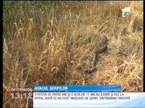 Un tânăr a fost mușcat de o viperă