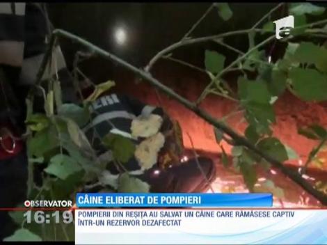 Câine salvat de pompierii din Reşiţa
