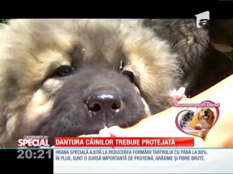 Special! Dantura câinilor trebuie protejată