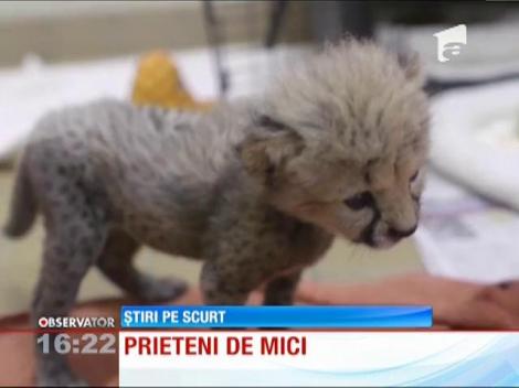 Prietenie neobişnită