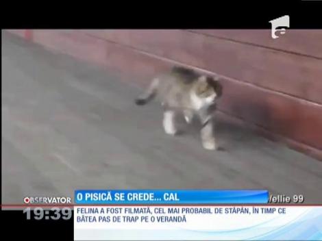 O pisica se crede... cal!