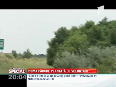 SPECIAL! Prima pădure plantată de voluntari