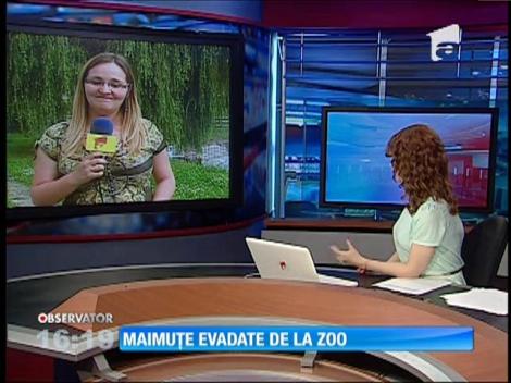 Maimuţe evadate de la Zoo