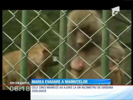 UPDATE / Maimuţe evadate de la Zoo