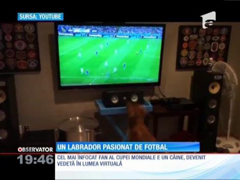 Cel mai înfocat fan al Cupei Mondiale are patru picioare