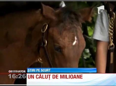 Mânz vândut cu 1,5 milioane de euro