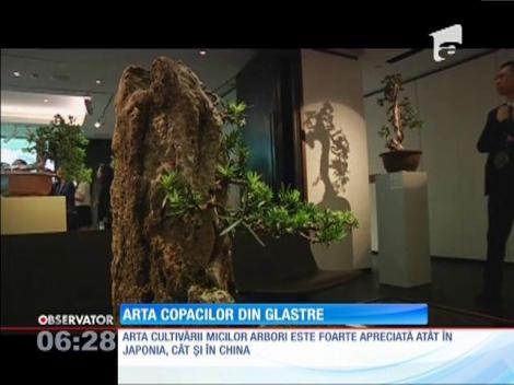 O colecţie impresionantă de bonsai aşteaptă un cumpărător cu 130.000 de dolari în buzunar