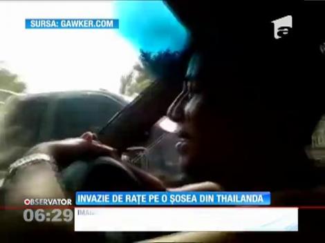 Invazie de raţe pe o şosea din Thailanda