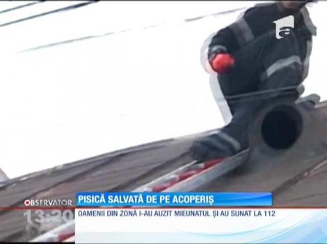 Pisică salvată de pe acoperiş