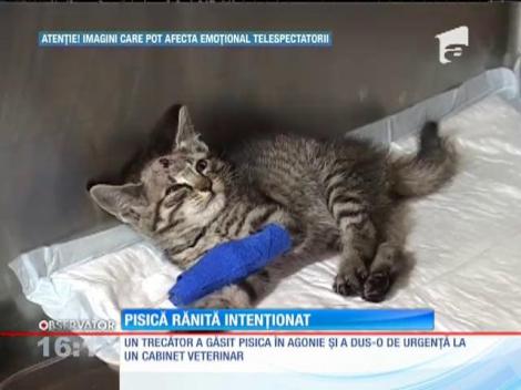Un pui de pisică împuşcat intenţionat în cap a fost salvat de un tânar