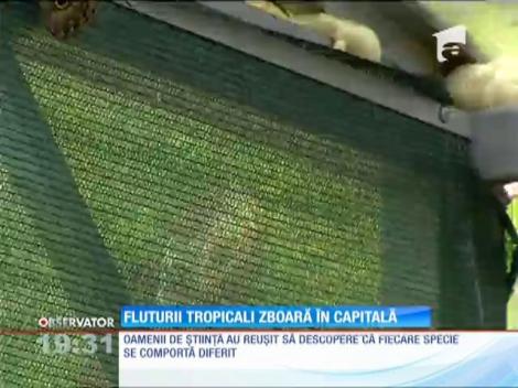 Fluturii tropicali zboară în Capitală
