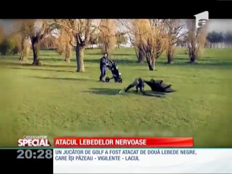Special! Atacul lebedelor nervoase