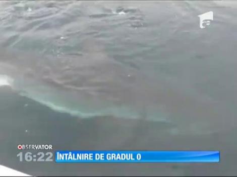 Un pescar a fost jefuit în larg, de un rechin