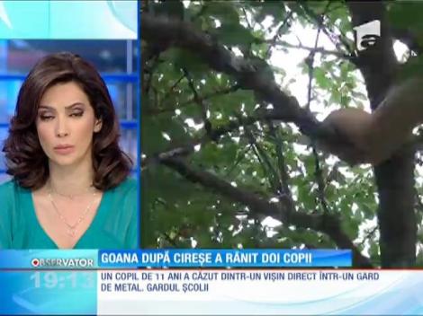 Goana după cireșe a rănit 2 copii