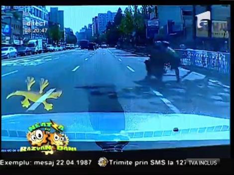 Smiley News: Un căţel învaţă un copil să înoate