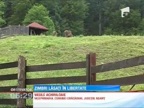Şase zimbri au fost eliberaţi în pădurile din Munţii Neamţului