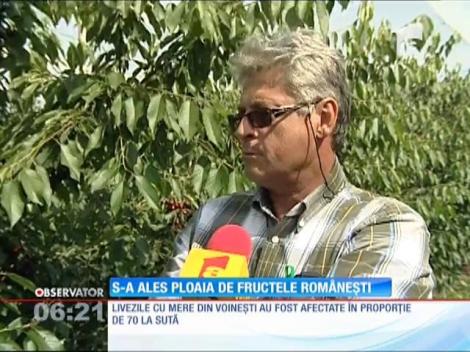 Vremea urâtă a afectat considerabil producţia de fructe din acest an