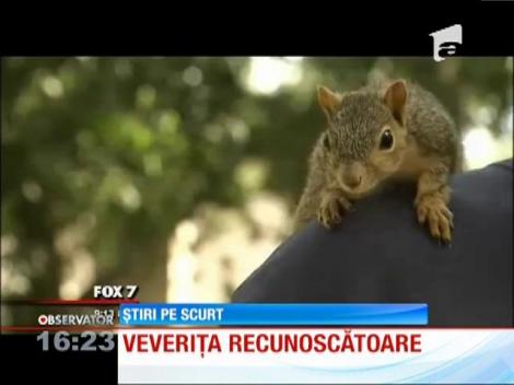 O veveriță scăpată dintr-un incendiu se poartă ca un animal de companie cu salvatorul ei