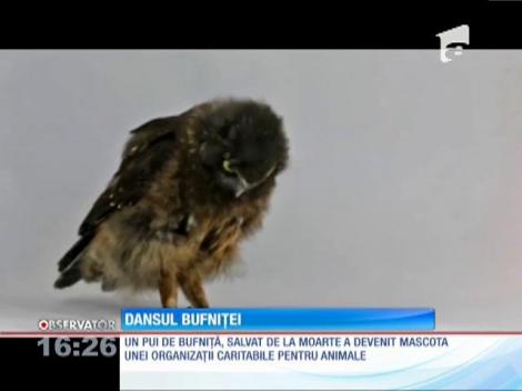 Cea mai simpatică bufniţă dansează în oglindă