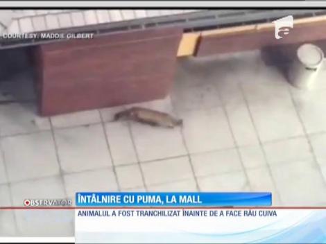 Întâlnire cu o puma, la mall