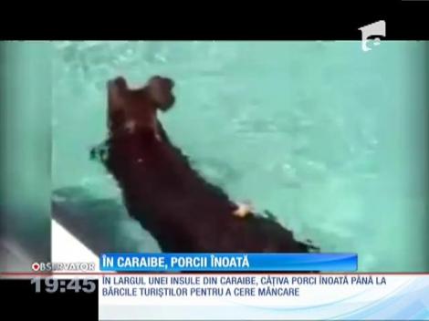 Porcii din Caraibe ştiu să înoate