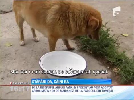 Locuitorii din Iaşi care au adoptat câini de la padoc sunt verificaţi dacă mai au animalele sau nu